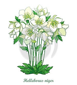 Vector bouquet with outline Hellebore or Helleborus niger or Winter rose, bud and leaves in pastel white and green isolated.