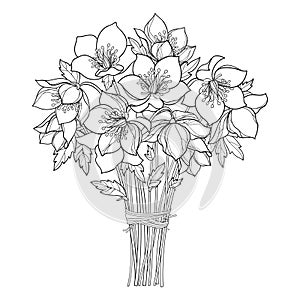Vector bouquet with outline Hellebore or Helleborus or Winter or Lenten rose, bud and leaf in black isolated on white background.