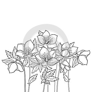 Vector bouquet with outline Hellebore or Helleborus or Winter or Lenten rose, bud and leaves in black isolated on white back.