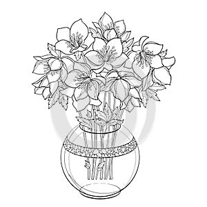 Vector bouquet with outline Hellebore or Helleborus or Winter rose, bud and leaf in round vase in black isolated on white.