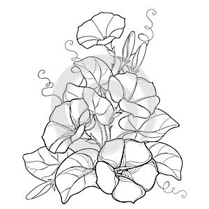 Vector bouquet with outline Ipomoea or Morning glory flower bell, leaf and bud in black isolated on white background.