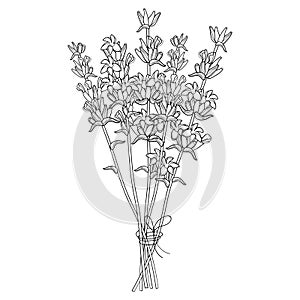 Vector bouquet with outline Lavender flower bunch and bud in black isolated on white background. Ornate perfume Lavender herb.