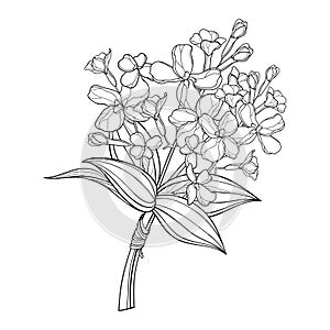 Vector bouquet with outline Matthiola or Brompton stock flower, bud and leaves in black isolated on white background.