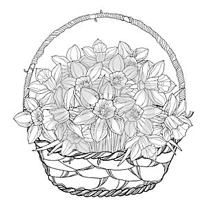 Vector bouquet with outline narcissus or daffodil flowers in the basket isolated on white. Floral elements for spring design.