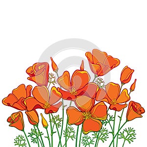 Vector bouquet of outline orange California poppy flower or California sunlight or Eschscholzia, green leaf and bud isolated. photo