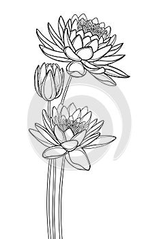 Vector bouquet of outline ornate Lotos or water lily flower and bud in black isolated on white background.