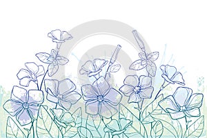 Vector bouquet with outline Periwinkle or Vinca flower bunch and ornate leaves in pastel green and blue isolated on white.