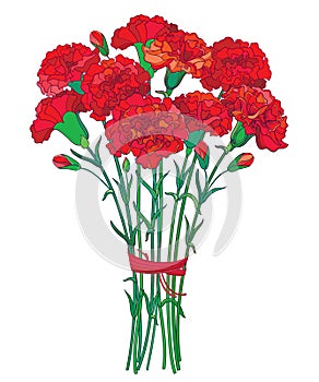 Vector bouquet with outline red Carnation or Clove flower, bud and green leaf isolated on white background. Ornate carnation.