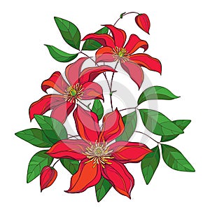 Vector bouquet with outline red Clematis or Traveller`s joy ornate flower bunch, bud and green leaves isolated on white.