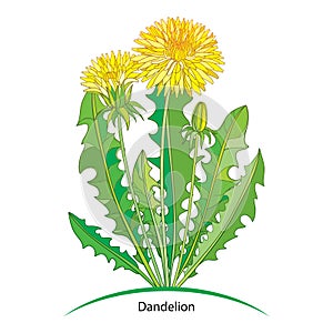 Vector bouquet with outline yellow Dandelion or Taraxacum flower, bud and green leaves isolated on white. Ornate floral elements.