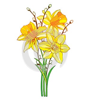 Vector bouquet with outline yellow narcissus or daffodil flower and willow branch isolated on white background.
