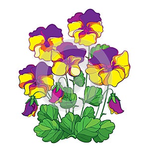 Vector bouquet with outline yellow and purple Pansy or Heartsease or Viola tricolor flower and green leaf isolated on white.