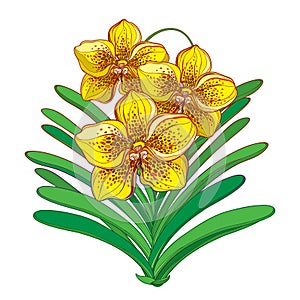 Vector bouquet with outline yellow Vanda orchid flower and green leaf isolated on white background. Epiphyte tropical flower.