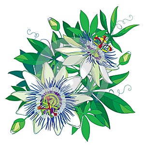 Vector bouquet of tropical blue Passiflora or Passion flower. Outline exotic flowers, bud and leaf isolated on white background.