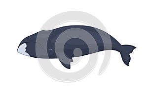 Vector bowhead whale photo