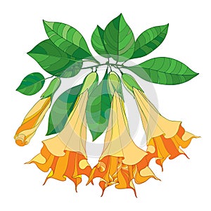 Vector branch with Brugmansia or Angels Trumpets. Outline orange flower, bud and green leaves isolated on white background. photo