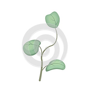 A vector branch of a eucalyptus tree with cartoon-style leaves