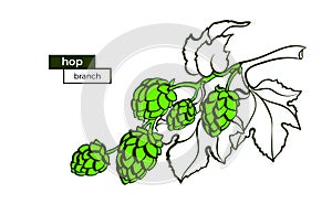 Vector branch of hop. Botany raw symbol. Art template