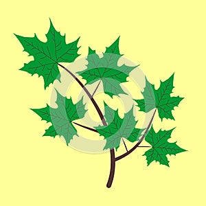 Vector branch with maple eaves.