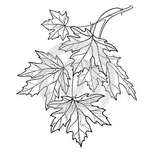 Vector branch with outline Acer or Maple ornate leaves in black isolated on white background. Composition with foliage of Maple.