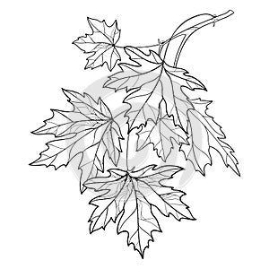 Vector branch with outline Acer or Maple ornate leaves in black isolated on white background. Composition with foliage of Maple. photo