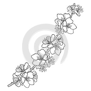 Vector branch with outline blooming Apricot flower bunch in black isolated on white background. Ornate blossom twig of Apricot.