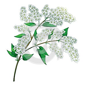 Vector branch with outline blossom Prunus padus or Bird cherry pastel white flower bunch with bud and green leaf isolated.