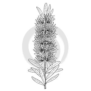 Vector branch with outline Callistemon or Bottlebrush flower bunch and leaves in black isolated on white background.