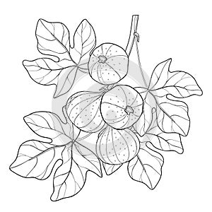 Vector branch with outline Common Fig or Ficus carica fruit and leaf in black on white background.