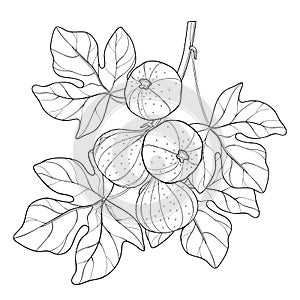 Vector branch with outline Common Fig or Ficus carica fruit and leaf in black on white background. photo