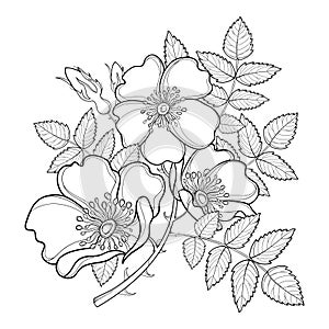 Vector branch with outline Dog rose or Rosa canina, medicinal herb. Flower, bud and leaves isolated on white background.