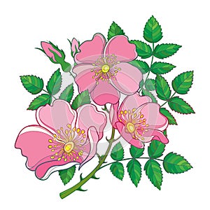 Vector branch with outline Dog rose or Rosa canina, medicinal herb. Pink flower, bud and green leaves isolated on white background