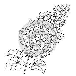 Vector branch with outline Lilac or Syringa flower bunch and ornate leaves in black isolated on white background.