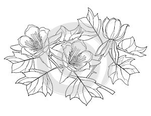 Vector branch with outline Liriodendron or tulip tree flower and leaves in black isolated on white background.