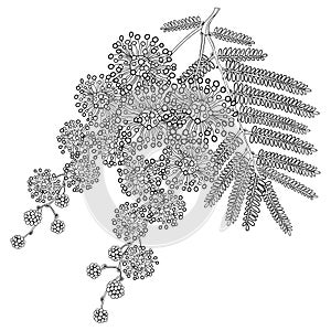 Vector branch of outline Mimosa or Acacia dealbata or silver wattle flower, bud and leaves in black isolated on white background.