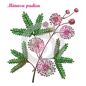 Vector branch of outline Mimosa pudica or sensitive plant or touch-me-not plant. Pink flower, bud and green leaf isolated on white