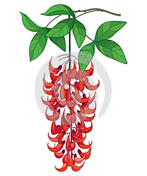 Vector branch of outline Mucuna bennettii or New Guinea creeper or red jade vine flower bunch, bud and leaf isolated on white.