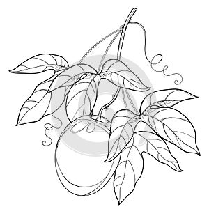 Vector branch with outline Passion fruit or Maracuya fruit and leaf on white background. Perennial tropical plant.