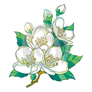 Vector branch with outline pastel Jasmine flowers, bud and green leaves isolated on white. Floral elements for spring design.