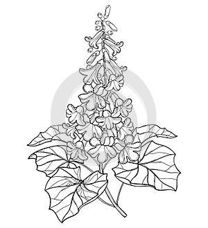 Vector branch of outline Paulownia tomentosa or princesstree or kiri flower bunch, bud and leaves in black isolated on white.