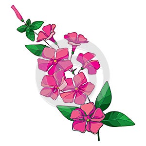 Vector branch of outline pink Catharanthus or Madagascar periwinkle flower bunch, bud and ornate green leaves isolated on white.