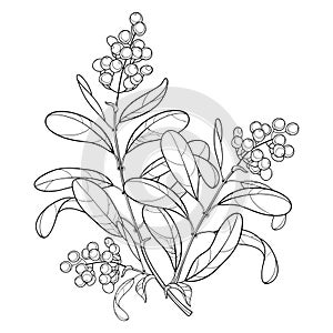 Vector branch with outline poisonous plant Privet or Ligustrum. Fruit bunch, berry and ornate leaf in black isolated on white.