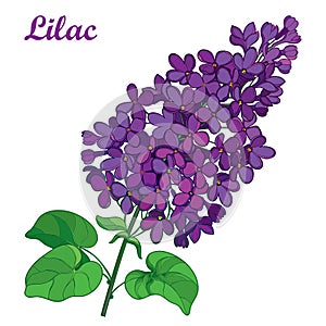 Vector branch with outline purple Lilac or Syringa flower bunch and ornate green leaves isolated on white background. photo
