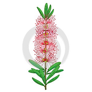 Vector branch with outline red Callistemon or Bottlebrush flower bunch and green leaves isolated on white background.
