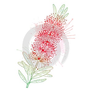 Vector branch with outline red Callistemon or Bottlebrush flower bunch and pastel green leaves isolated on white background.