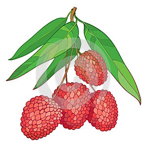 Vector branch with outline red Chinese Lychee or Litchi fruit and green leaf isolated on white. Perennial subtropical tree.