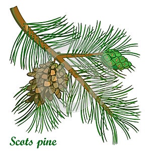 Vector branch of outline Scots pine or Pinus sylvestris tree. Bunch, pine and cones isolated on white background. Coniferous tree