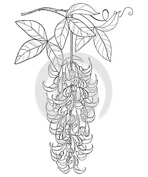 Vector branch of outline Strongylodon flower bunch or turquoise Jade vine with leaf and bud in black isolated on white background.