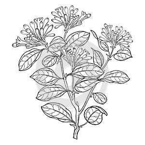 Vector branch of outline toxic Strychnos nux-vomica or Poison nut flower bunch with bud and leaf in black isolated on white.