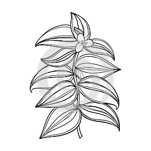 Vector branch of outline Tradescantia zebrina or Spiderwort flower bunch and leaf in black isolated on white background.